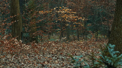 Dunkler-Wald-Herbst-Kalter-Morgen-Weg-Gruselige-Stimmung