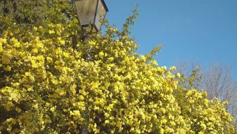 Flores-Amarillas-Florecientes-En-El-Parque-En-La-Calle-Durante-El-Día
