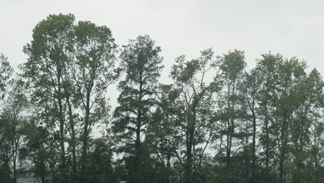 Trees-blowing-during-Hurricane-Florence