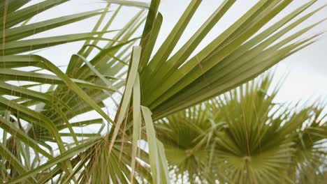 Green-exotic-palm-tree-leaves-on-moody-tropical-day,-motion-view
