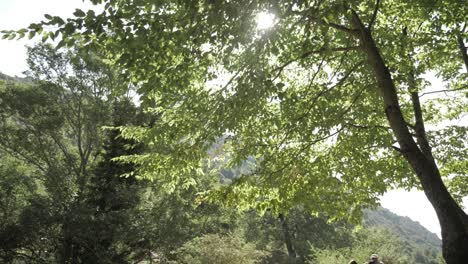 Von-Den-Sonnigen-Grünen-Baumwipfeln-Zu-Einer-Gruppe-Von-Wanderern-Hinunterzukippen,-Die-Einen-Feldweg-In-Den-Französischen-Bergen-Hinuntergehen