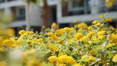 Small-butterfly-sitting-on-yellow-blooming-flower-against-white-luxury-hotel