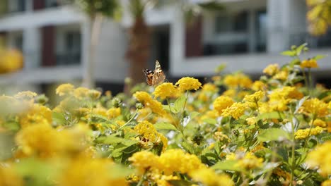 Majestätische-Gelb-Blühende-Blumen-Und-Schmetterlinge-Mit-Weißem-Hotelgebäude-Im-Hintergrund