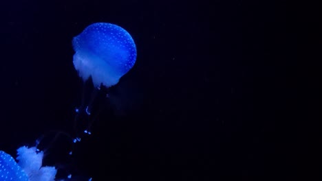 Multiple-jellyfish-underwater-in-the-deep-sea