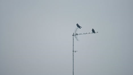 Two-wild-birds-sitting-on-domestic-TV-antenna-in-rural-area