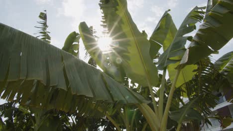Lebendige-Palmenblätter-Mit-Sonnenlicht,-Das-Auf-Der-Tropischen-Insel-Durchscheint,-Bewegungsansicht