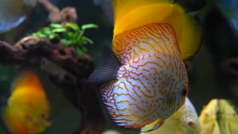 Roter-Und-Weißer-Taubenblutdiskus-Und-Gelbe-Diskusfische-Im-Heimischen-Aquarium