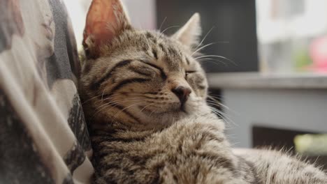 Gato-Esponjoso-Y-Colorido-Durmiendo-Disfrutando-De-Un-Día-Soleado-En-La-Isla-De-Chipre,-Vista-De-Cerca