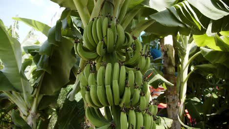 Haufen-Grüner-Bananenfrüchte,-Die-An-Sonnigen,-Hellen-Tagen-Auf-Palmen-Wachsen,-Bewegungsansicht