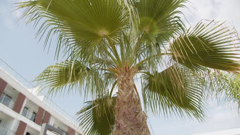 Vibrant-palm-tree-decorating-hotel-yard-area-in-Cyprus-island,-tilt-up-view