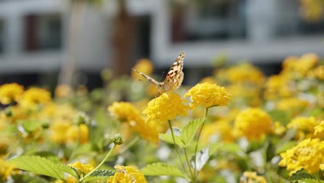 Schmetterling-Sitzt-Auf-Gelb-Blühender-Blume-Mit-Hotelgebäude-Im-Hintergrund