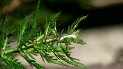 Mückenlarven-Ernähren-Sich-Von-Wasserpflanzen