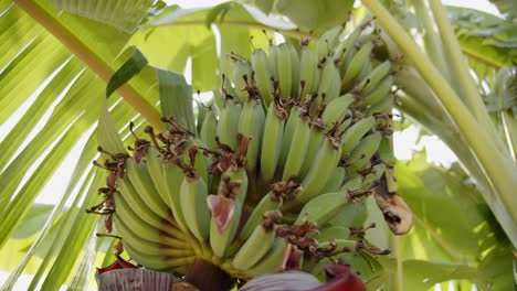 Frische-Köstliche-Bananenfrucht,-Die-Auf-Palmen-Wächst,-Mit-Sonnenlicht,-Das-Durch-Blätter-Scheint