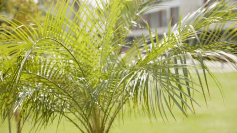 Small-palm-plant-moving-in-light-breeze-in-tropical-sunny-area,-close-up-view