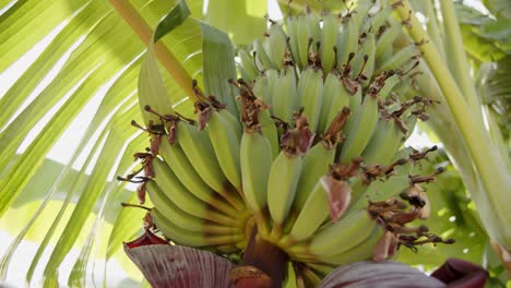 Bananenpalme-Mit-Wachsenden-Früchten-Mit-Strahlendem-Sonnenschein-Im-Hintergrund,-Der-Durch-Blätter-Scheint,-Bewegungsansicht
