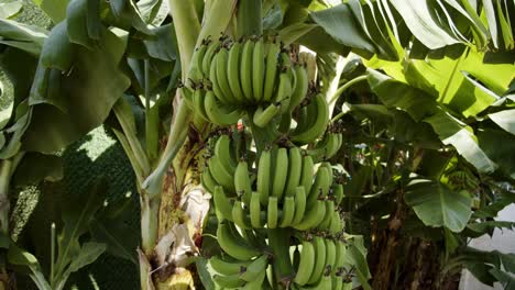 Bunch-of-banana-fruit-growing-on-palm-tree-on-sunny-day,-handheld-view