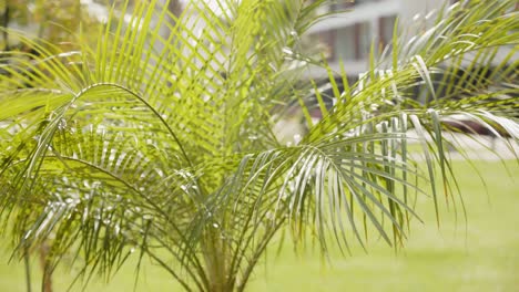Leaves-of-small-palm-tree-in-light-wind-on-sunny-day,-close-up-view