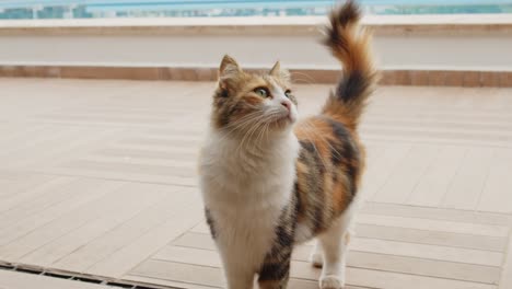 Colorful-cat-looks-and-walks-towards-camera-man-in-Cyprus-island,-handheld-view