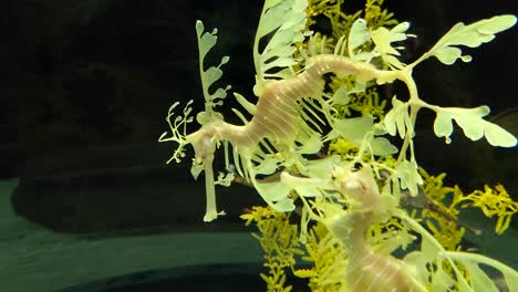 Leafy-seadragon-underwater-in-the-ocean