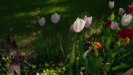 Tagsüber-Bunte-Tulpen-Im-Frühlingsgarten-Wachsen