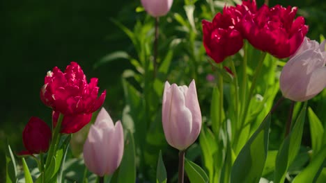Hermoso-Color-Vibrante-De-Las-Flores-De-Tulipán-Florecen-En-El-Parque-Del-Jardín