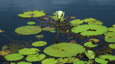 Königlicher-Sieg-Mit-Einer-Weißen-Blume-In-Einem-Ruhigen-See-Im-Botanischen-Garten-Von-Bauru