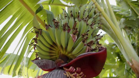 Fruta-De-Plátano-Verde-Que-Crece-En-Una-Palmera-Vibrante-En-Chipre,-Vista-En-Movimiento