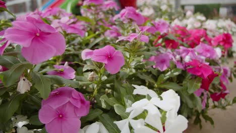 Flores-Rosadas-Y-Blancas-Florecientes-Que-Decoran-El-Hotel-Local-De-Chipre,-Vista-En-Movimiento