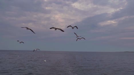 Weitwinkelansicht-Von-Islandmöwen-Und-Anderen-Seevögeln,-Die-In-Einem-Rosa-Und-Violetten-Sonnenuntergangshimmel-Fliegen,-Während-Sie-Einem-Fischerboot-Folgen