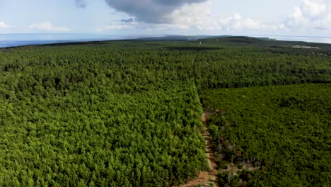 AERIAL:-Slowly-flying-over-green-pine-forest-towards-cloudy-horizon