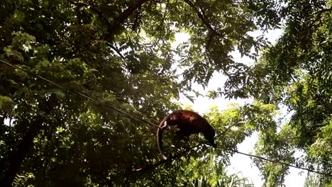 A-Howler-Monkey-climbing-across-a-wire-in-Costa-Rica