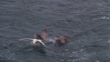 Seabirds-fight-for-a-piece-of-a-fish-skeleton-tossed-into-the-sea-from-a-fishing-boat-off-the-coast-of-the-Magdalen-Islands