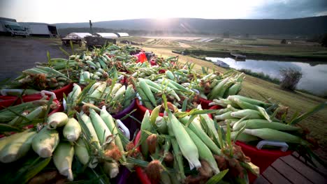 Camera-booms-up-from-baskets-to-reveal-freshly-picked-corn-as-the-sun-rises-over-the-mountain