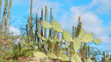 Tall-candle-cacti-with-soft-focus-prickly-pear-foreground,-ABC-Islands-Caribbean