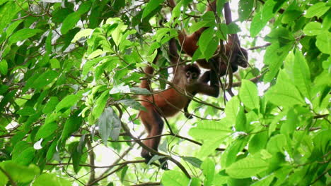 Central-American-spider-monkeys-hanging-from-tree-looking-at-camera,-Slow-Motion