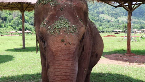 Großer-Elefant-Von-Vorne,-Der-Direkt-Auf-Die-Kamera-Blickt-Und-Mit-Den-Ohren-Schüttelt