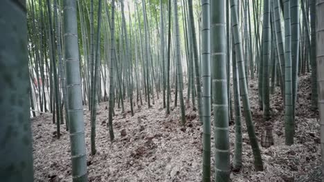 A-dolly-in-of-a-bamboo-forest