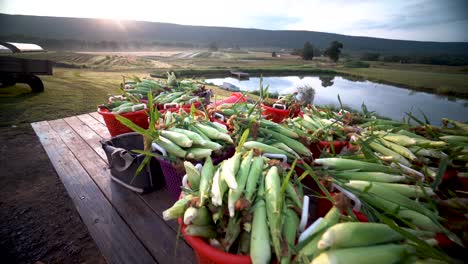 Camera-turning-to-the-left-focussed-on-a-flatbed-loaded-with-freshly-picked-corn-with-the-sun-rising-over-the-mountain