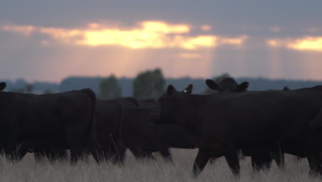 Herd-of-Black-Bovine-Cows-moving-as-rain-approaches-in-the-distance