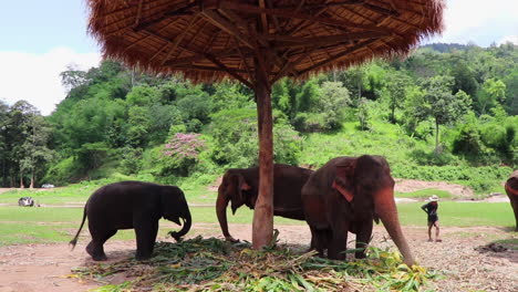 Elephants-standing-under-a-grass-hut-eating-next-to-each-other-in-slow-motion