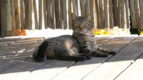 A-striking-and-handsome-marbled-cat,-alert-yet-lazy-in-the-shade-on-a-wood-deck