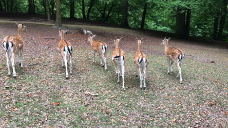 Young-deer-and-deer-running-through-the-woods