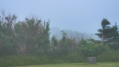 Trees-blow-in-a-gentle-breeze-on-a-foggy-morning-in-the-Magdalen-Islands