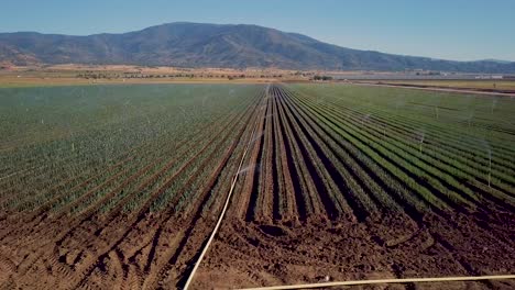 Aerial-pan,-sprinkler-system-watering-rows-of-crops-on-large-California-farm