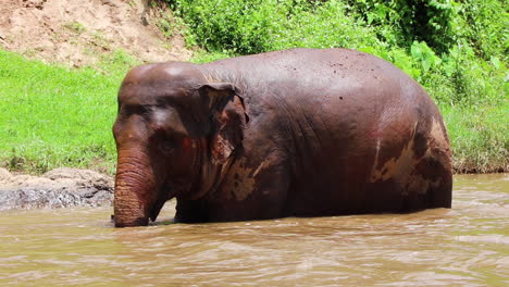 Elephant-standing-in-the-river-in-slow-motion