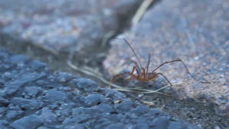Close-up-of-a-spider-walking-across-a-patio