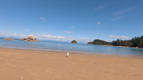 Gull-is-siiting-at-the-beach-in-the-Abel-Tasmen-Nationalpark-and-look-around