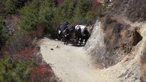 A-yak-train-walking-on-the-trail-to-Everest-Base-Camp-beyond-Namche-Bazaar-in-Nepal