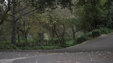 Slow-motion-shot-of-forested-public-park-with-No-people,-tranquility-concept