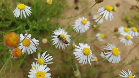 Close-up-macro-of-african-honey-bee-collecting-pollen-and-flying-in-slow-motion-footage-on-white-south-african-daisy-flowers-with-brown-sand-and-green-plants-in-the-background-bokeh-blur